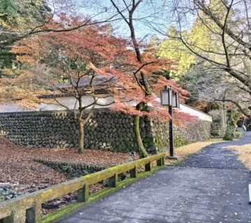 多摩川の南側を通る吉野街道から下りて行くと、美術館の周りは紅葉がピークを迎えていました。