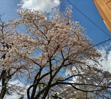 村山団地中央商店街の西側にある桜も満開となりました。