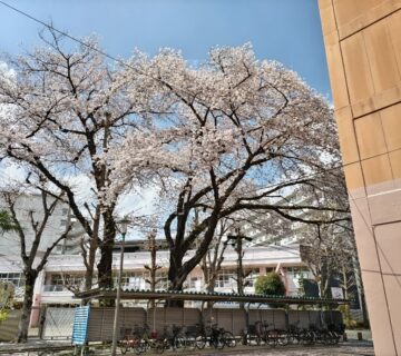 村山団地中央商店街の西側にある桜も満開となりました。