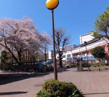 NPOかたくりのある、村山団地中央商店街の桜も満開を迎え春本番となりました。