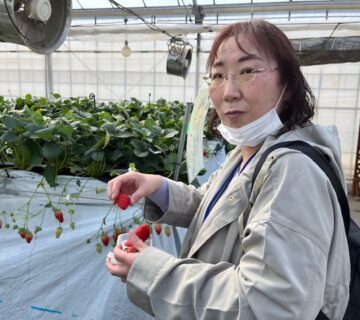 今年はどなたがチャンピオンに輝くのでしょうか。30分の「いちご狩り」を終えた後は、ジョイフル本田に向かい、フードコートで昼食をいただき、14：30ごろ帰路につきました。