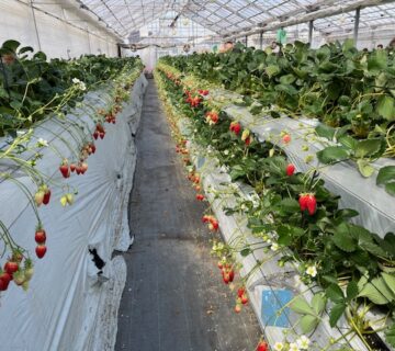 100メートル以上あるハウスの中で栽培されている「あきひめ」と「べにほっぺ」をいただきました。