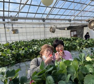 前回のいちご狩りで、いちばんいちごを食べた方は、60個ほどでした。