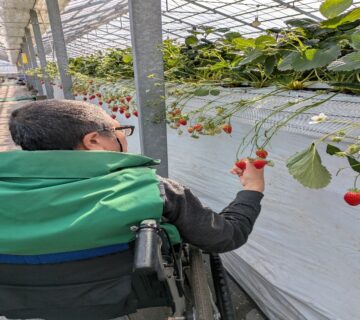 ハウスの中の通路は平坦で車イスでも いちご狩りが楽にできました。