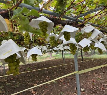 食事のあとは、お待ちかねの、シャインマスカット狩りです。