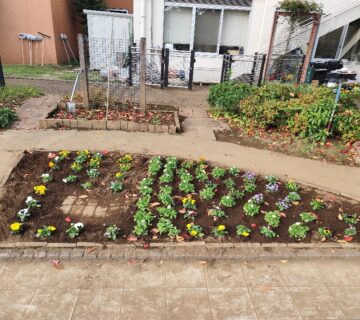 来年の春先に見ごろとなりますので、是非ご覧ください。