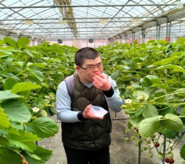 みなさん、紅ほっぺに夢中です。