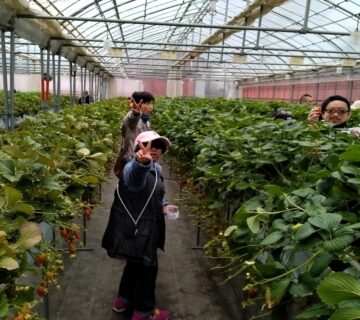 みなさん、紅ほっぺに夢中です。