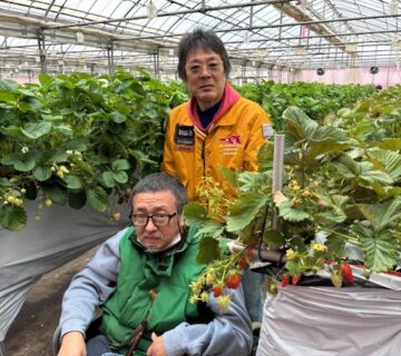 いちごの種類は、べにほっぺとあきひめです。